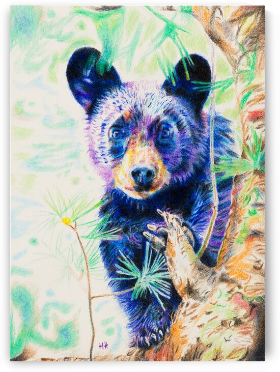 Bear Cub - color pencil drawing by Holly Heath