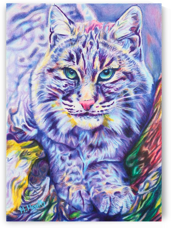 Bobcat - color pencil drawing by Holly Heath