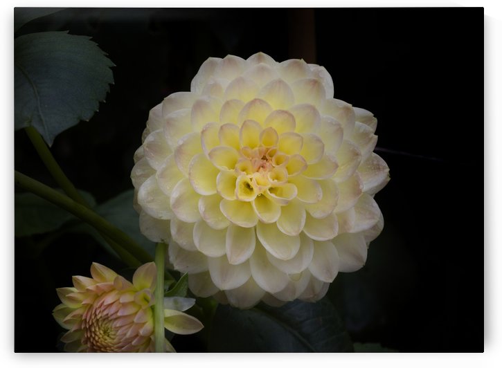 Dahlia the national flower of Mexico. by Leighton Collins