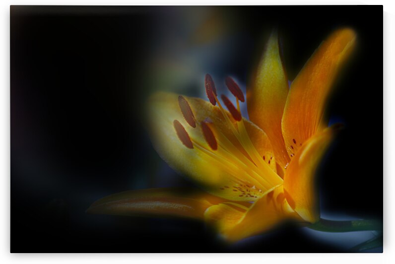 Yellow Lily by Joan Han