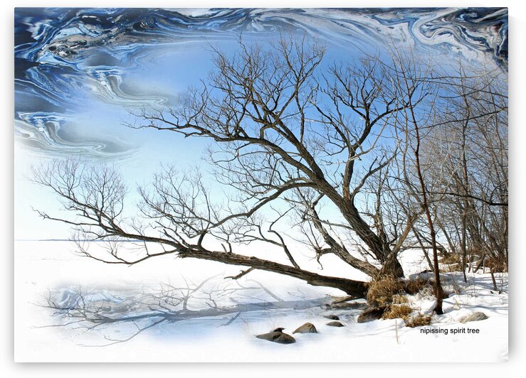 Nipissing Spirit Tree P by tag T A Grainger