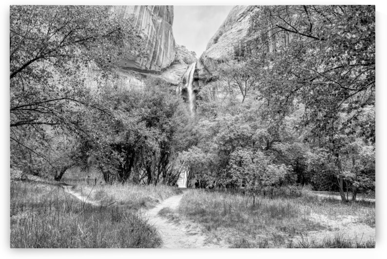 Lower Calf Waterfall Over Trees Grayscale by Jennifer White