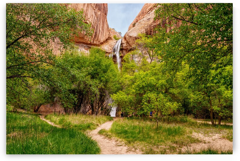 Lower Calf Waterfall Over Trees by Jennifer White