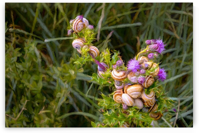 Normandy Thistle Flower Snails by Norma Brandsberg Photography