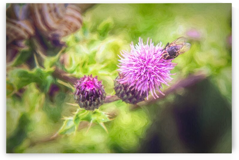 Normandy Thistle Flowers by Norma Brandsberg Photography