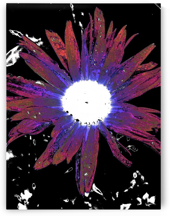 Abstract Vibrant Red and Purple Daisy Flower by Catriona Roberts Nature Photography and Designs