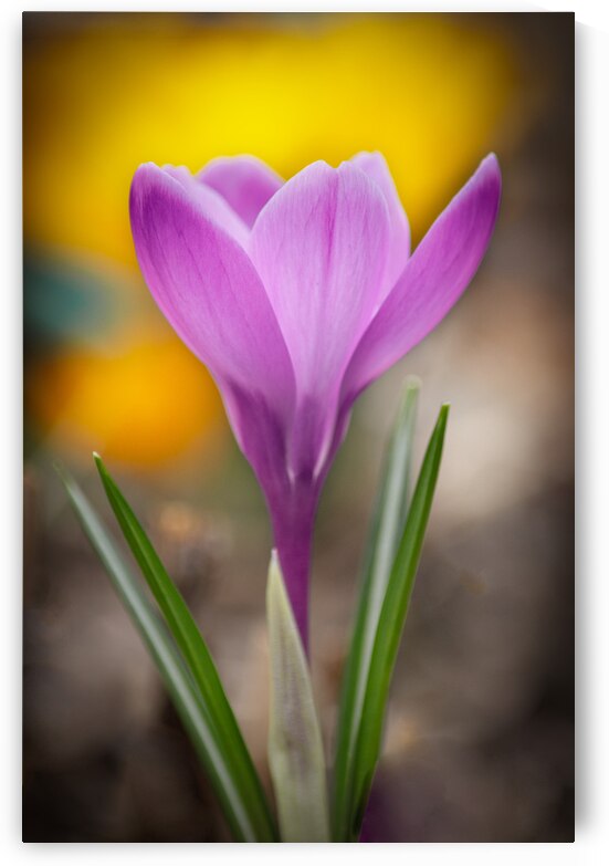 Pink Crocus by Joan Han