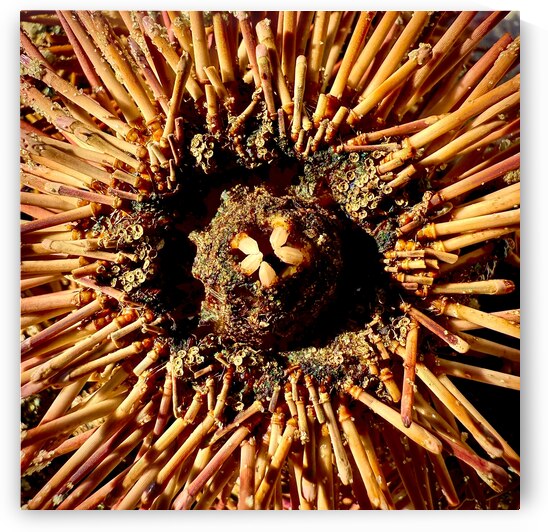 Sea Urchin Mouth by Bill Swartwout Photography