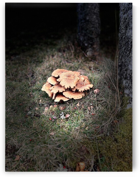 Scenes from the Trail- Woodland Mushrooms by Catriona Roberts Nature Photography and Designs