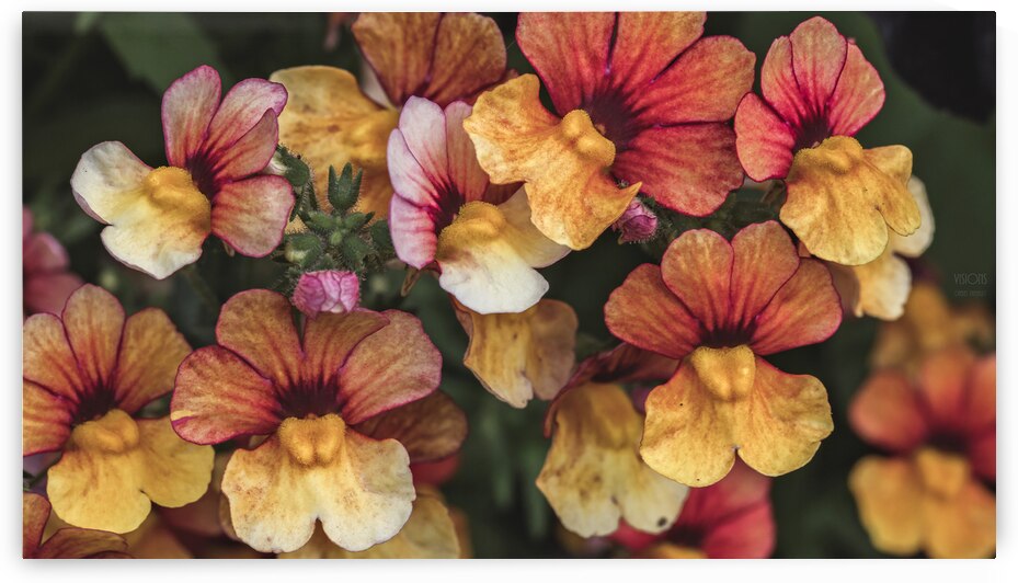  44A7547 by Daniel Thibault artiste-photographe