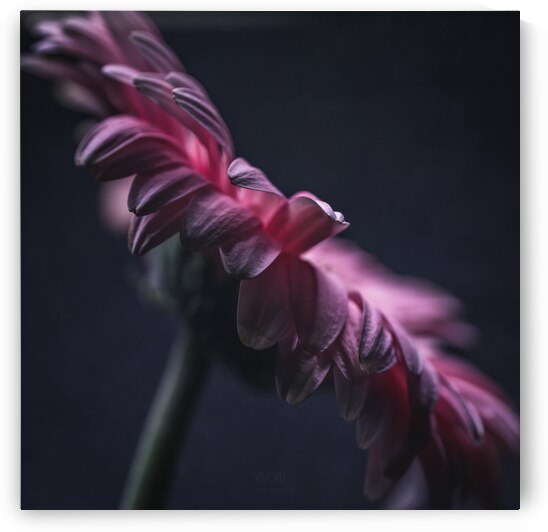  44A6771 by Daniel Thibault artiste-photographe