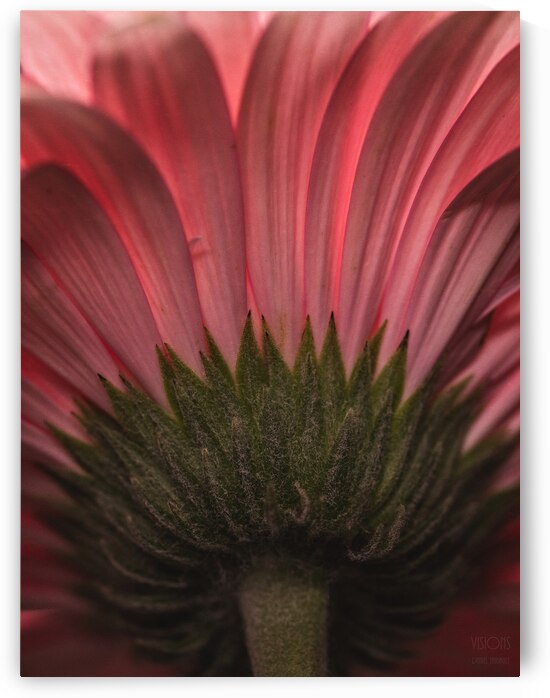  44A6762 by Daniel Thibault artiste-photographe