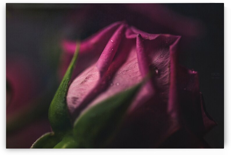  44A6856 by Daniel Thibault artiste-photographe