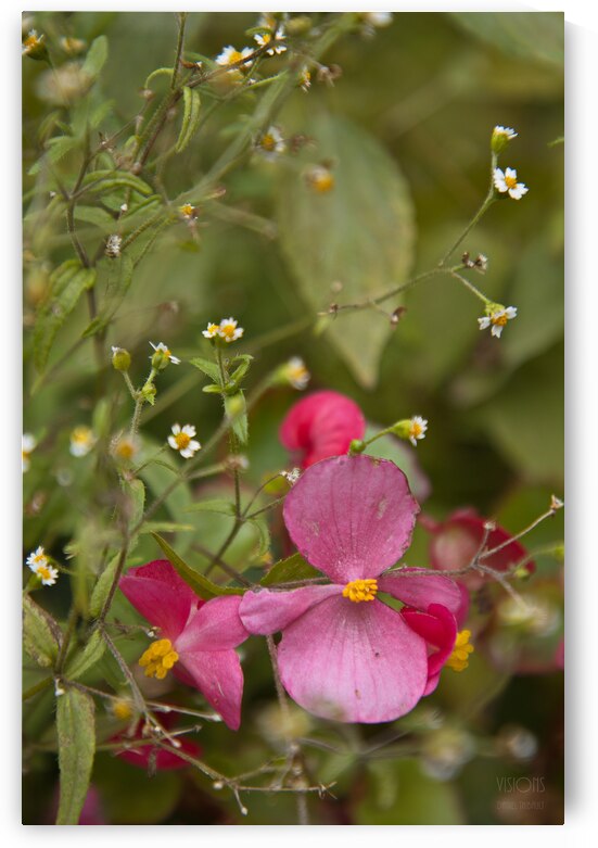  Q8A0446 by Daniel Thibault artiste-photographe