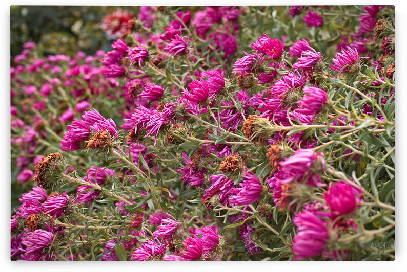  Q8A0580 by Daniel Thibault artiste-photographe