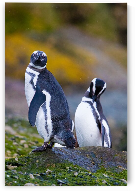 Patagonia 7393 by Robert Burnett