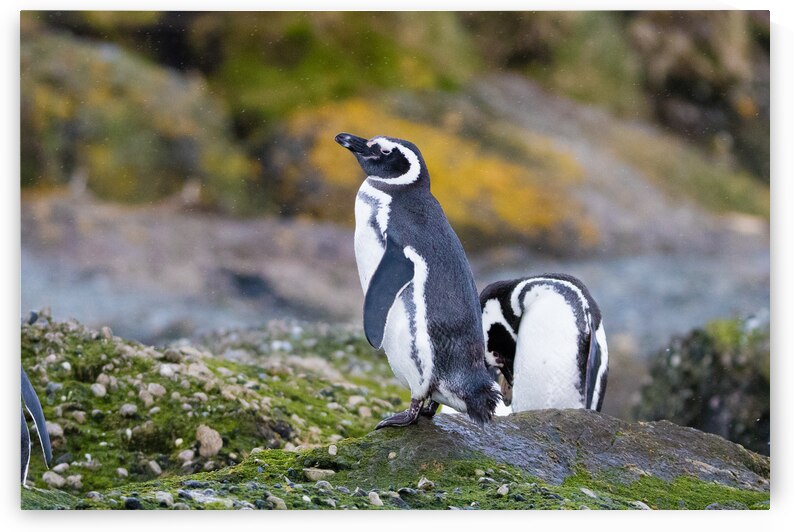 Patagonia 7380 by Robert Burnett