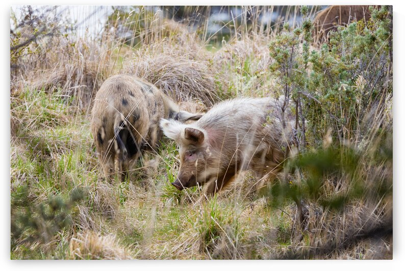 Patagonia 8014 by Robert Burnett