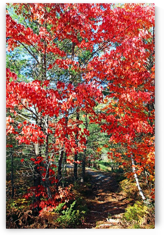 Colorful Fall Trail by Deb Oppermann