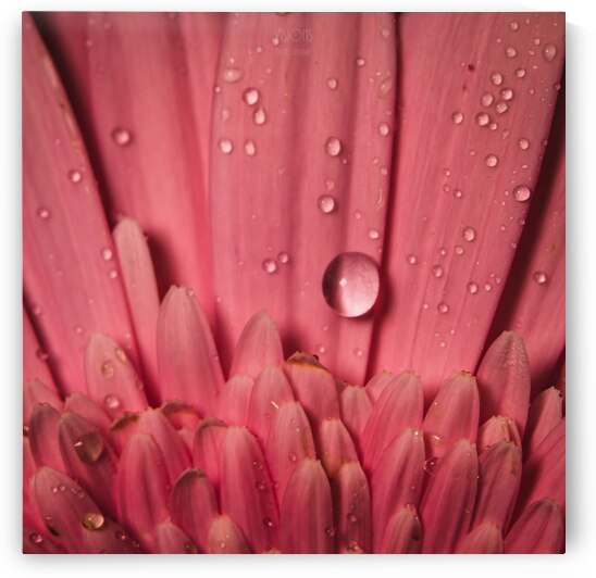 085A6791 by Daniel Thibault artiste-photographe