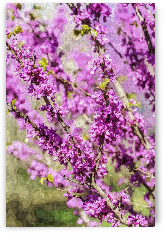 Purple Redbuds Painterly by Jennifer White