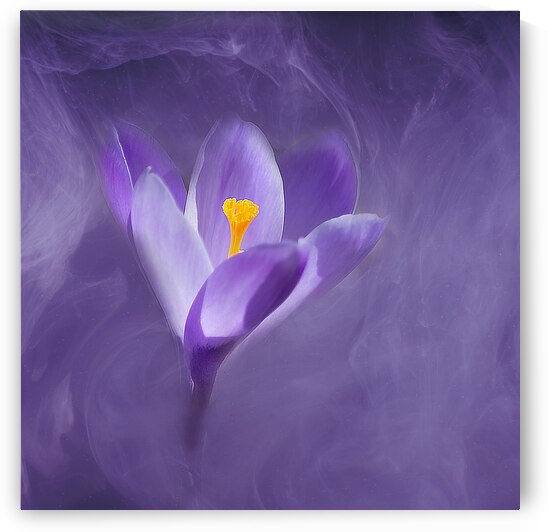 Purple Crocus  by Joan Han