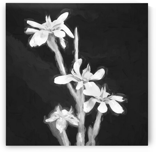 African Iris Morea Dietes X12 1 by Rich Franco