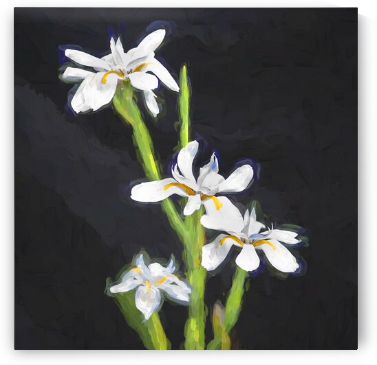 African Iris Morea Dietes X12 2 by Rich Franco