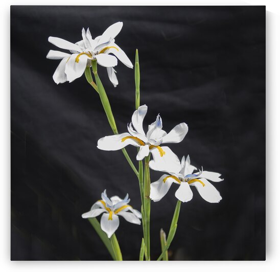 African Iris Morea Dietes X12 3 by Rich Franco