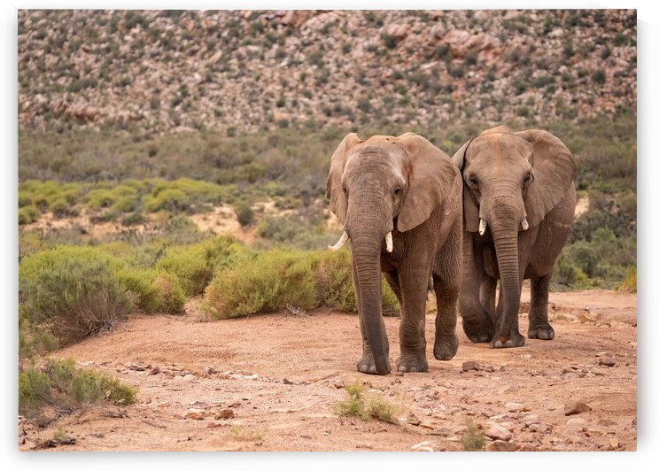 Elephants by Suzie Persa