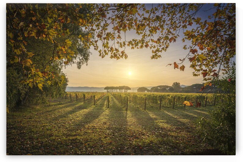 Bolgheri Vineyard Sunrise. Tuscan Autumn Landscape Italy by Stefano Orazzini