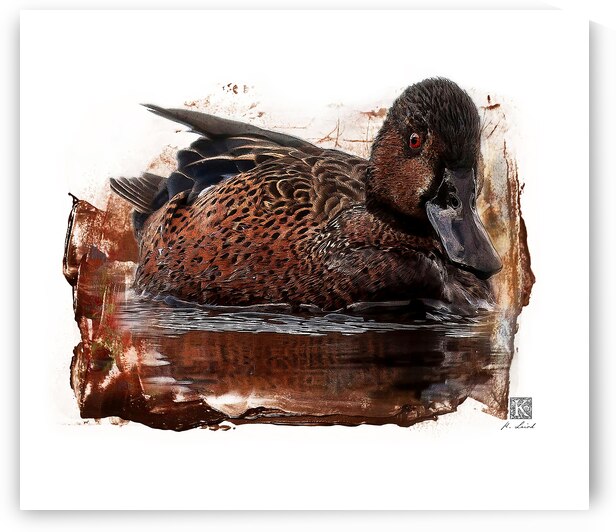 Cinnamon Teal by Kenneth Laird Studios