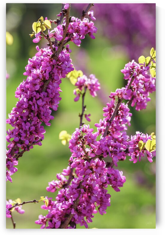 Spring Season Purple Redbud Blooms by Jennifer White