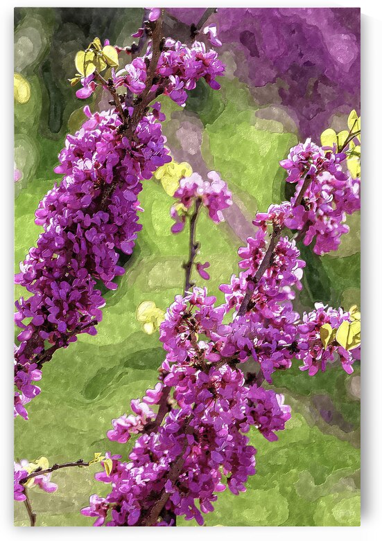Spring Season Purple Redbud Blooms Painterly by Jennifer White