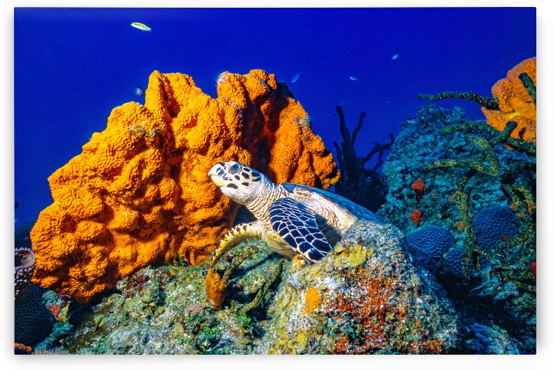 R6RM3106 Hawksbill Turtle by Captain Rob Photography