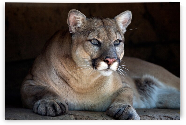 Watchful Cougar by John J Van Decker