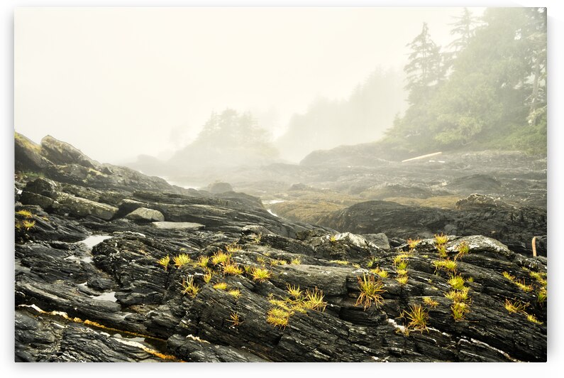 Botanical Beach 02 by Kevin MacTavish