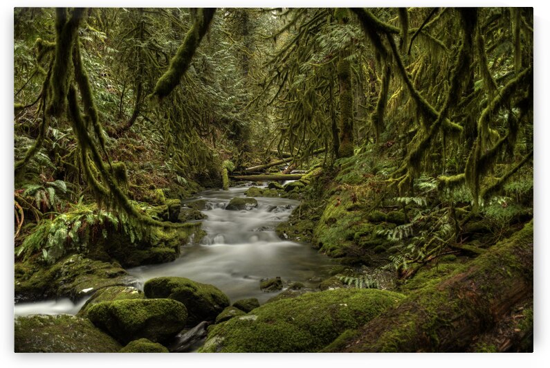 Goldstream River by Kevin MacTavish