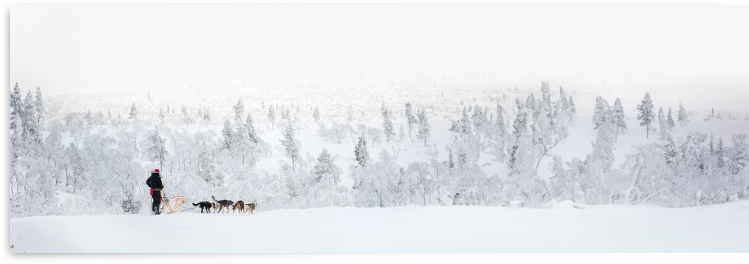 Husky dog sledding panorama by DELPHIMAGES
