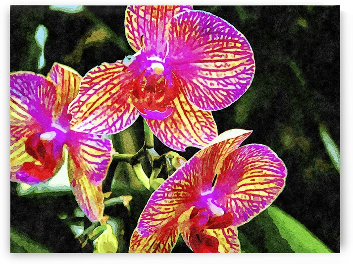 Close up of vibrant pink and yellow orchids in watercolor style by Gestalt Imagery