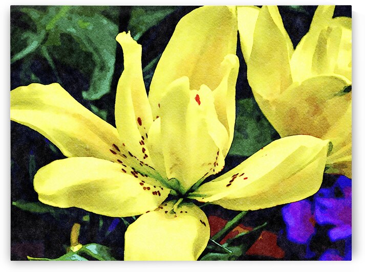 Beautiful watercolor painting of a vibrant yellow lily flower in bloom by Gestalt Imagery