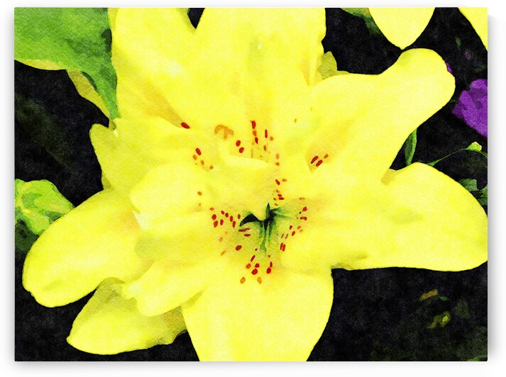 Vibrant watercolor style image of yellow lily in bloom by Gestalt Imagery