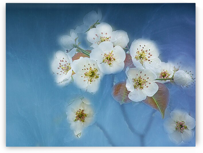 Pear Blossoms on Blue by Joan Han