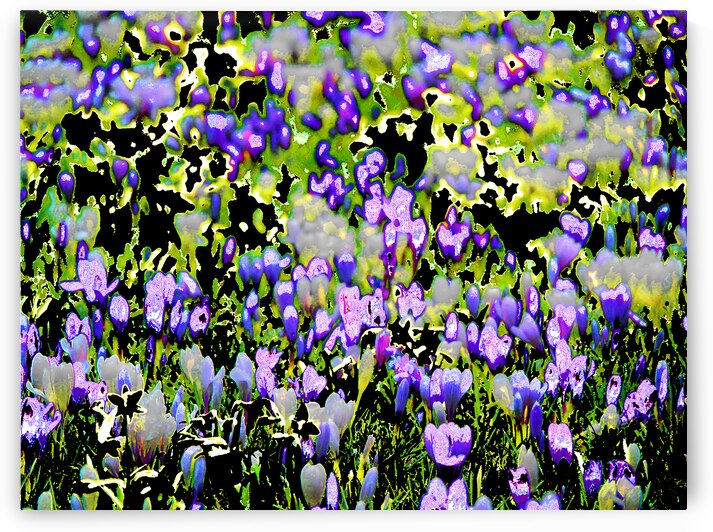  Abstract Crocus Gathering                                                                                                              by Catriona Roberts Nature Photography and Designs