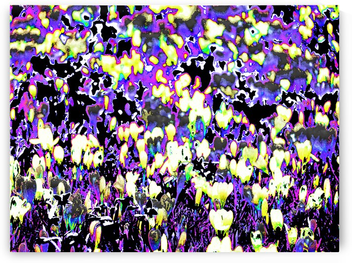 Abstract Crocus Dance                                                                                                 by Catriona Roberts Nature Photography and Designs