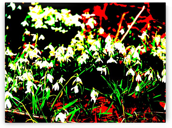  Abstract Snow Drops                                                                                                               by Catriona Roberts Nature Photography and Designs