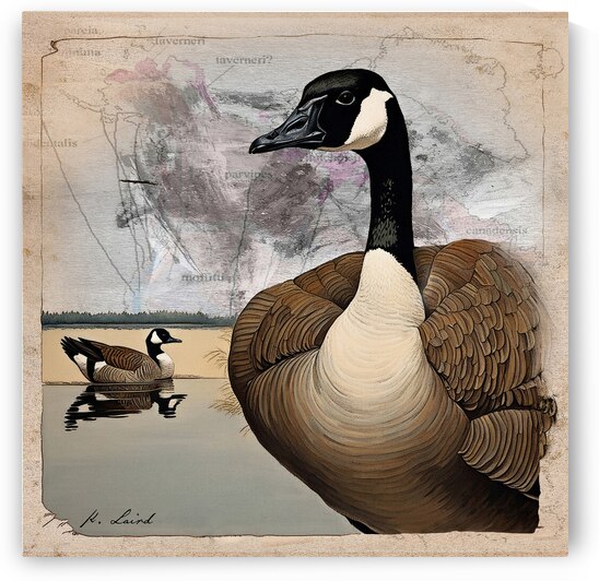 Canada goose by Kenneth Laird Studios