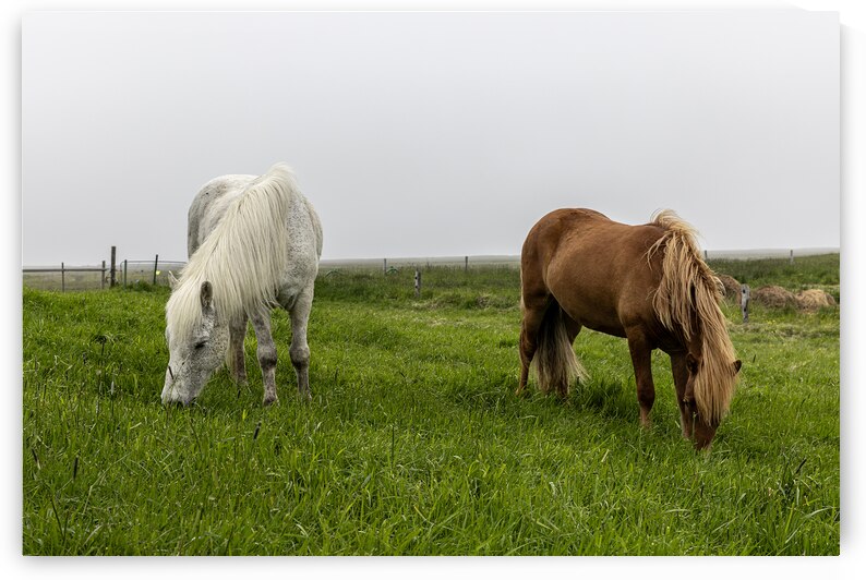 Icelandic horses grazing on green pasture in iceland on misty da by Gualtiero Boffi