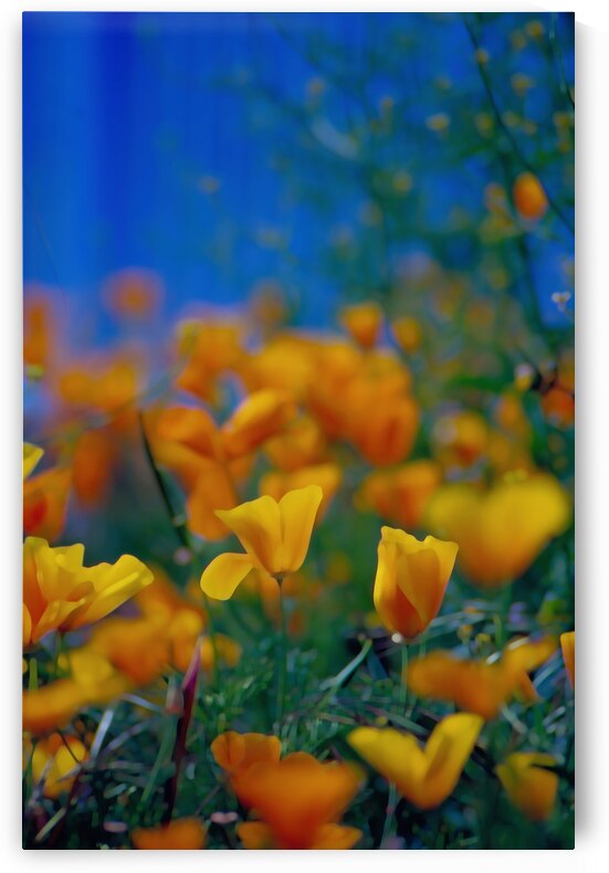 Yellow Flower Blue Bridge by Kevin MacTavish