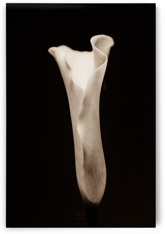 044A3754 by Daniel Thibault artiste-photographe